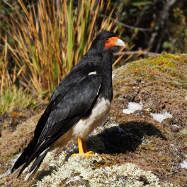 Mountain Caracara
